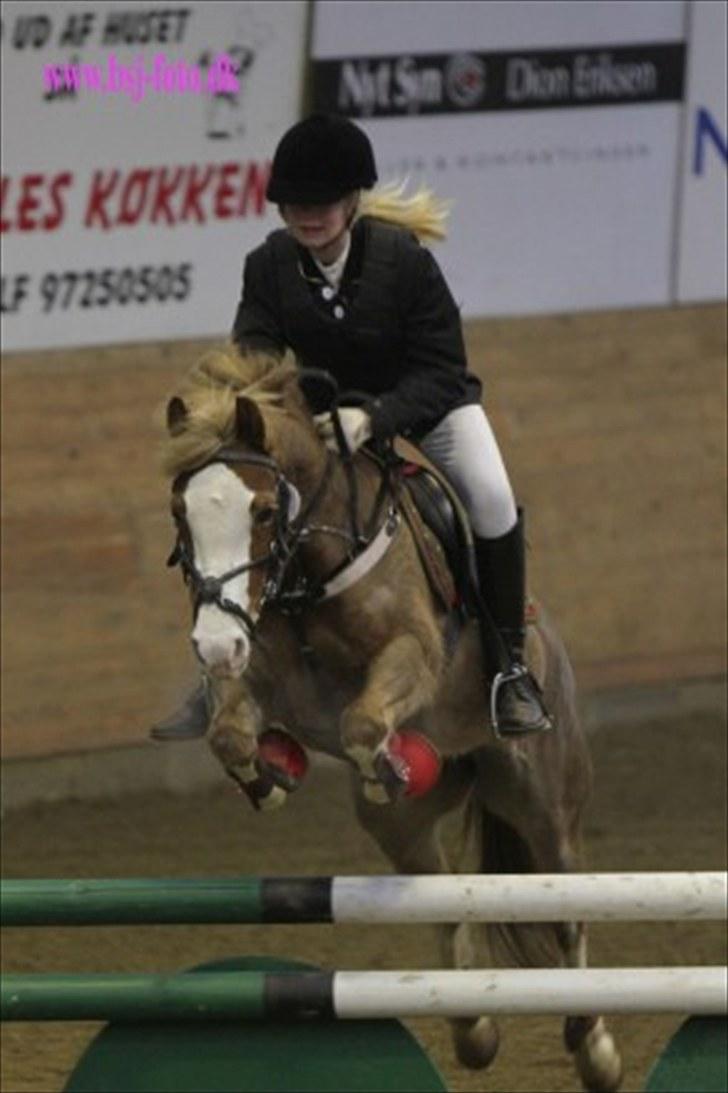 Anden særlig race Malou l MIT ALT l - Malou & jeg i en LB** i ikast rideklub, hvor jeg efter tredje spring måtte ride resten af banen uden bøjler, da min lille prinsesse valgte at springe mig ud af sadlen over nummer 3... Vi red nul <3 billede 11