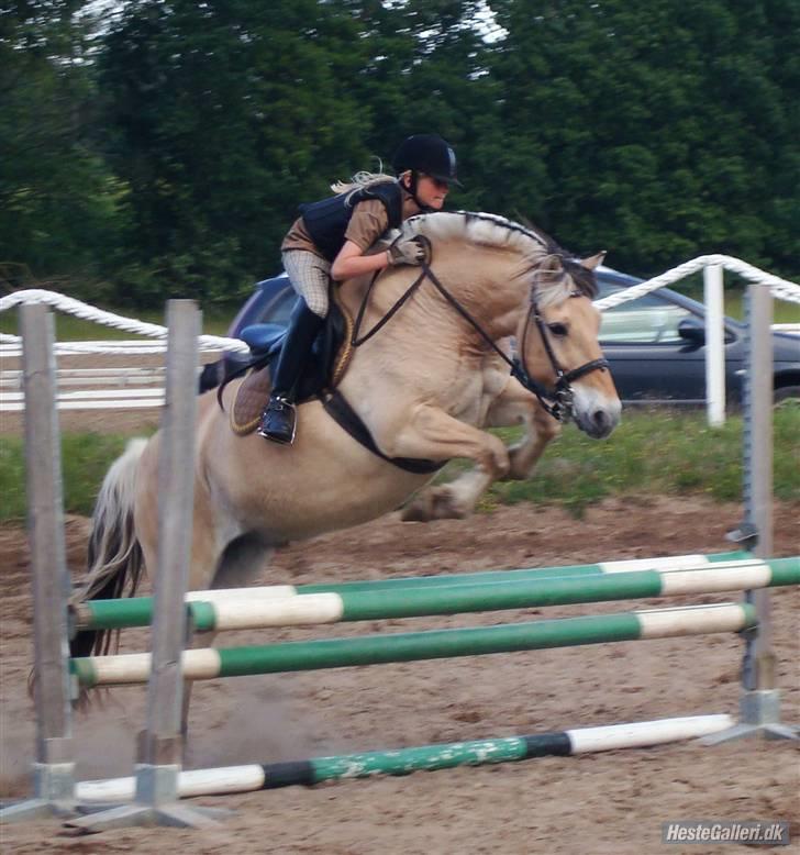 Fjordhest Casper <3 #SOLGT#:( R.I.P - #NYT# Springtræning d. 17 Juni billede 8