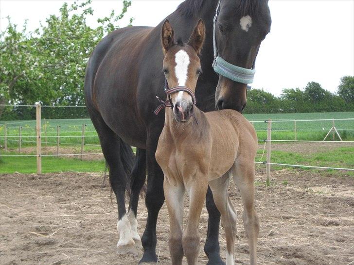 Oldenborg Lillegårdens Lea  ol 579 - Så fik Lea endelig sin baby d. 25.05.10 billede 1