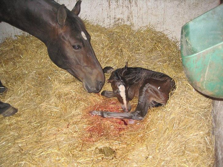 Oldenborg Lillegårdens Lea  ol 579 - Lea og Le´Nandi få minutter gammel.. billede 2