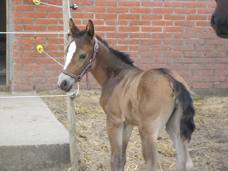 Oldenborg Lillegårdens Lea  ol 579 - Lille charmetrold.... billede 3