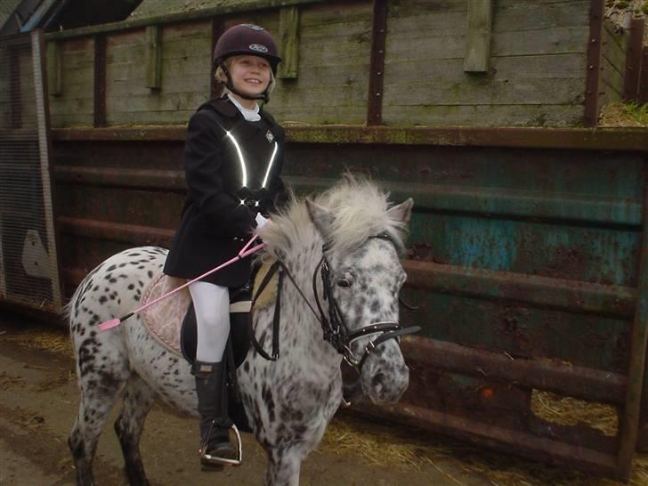Anden særlig race Pippi - pippi og louise til spring stævne  billede 2