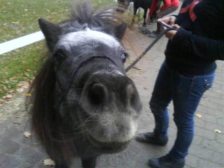 Anden særlig race Blackie *R.I.P*  billede 16