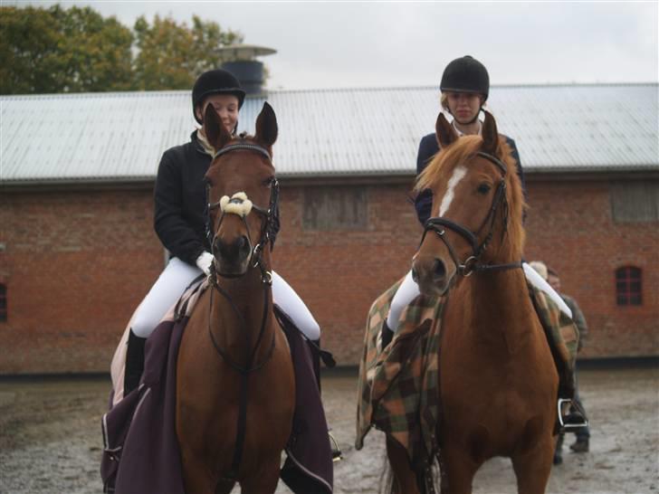 Traver stella (connie) - Sandra,Stella og Karoline,Charlie klar til stævne på lindegården d 19-10-08 billede 15