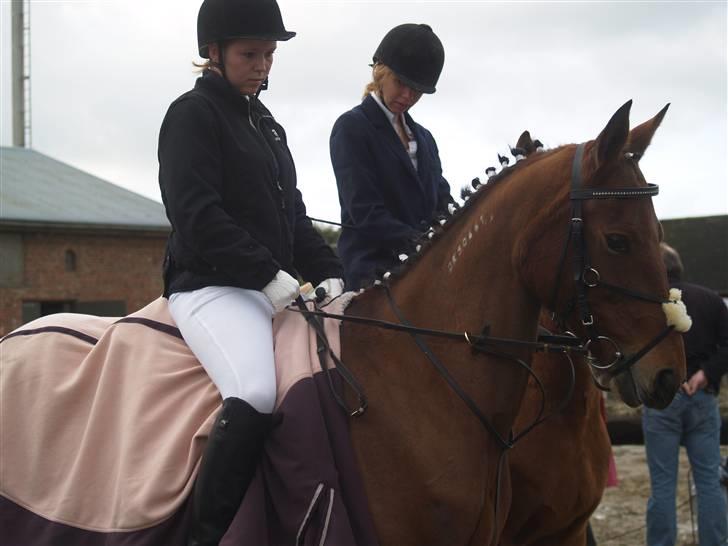 Traver stella (connie) - sandra og stella  billede 16