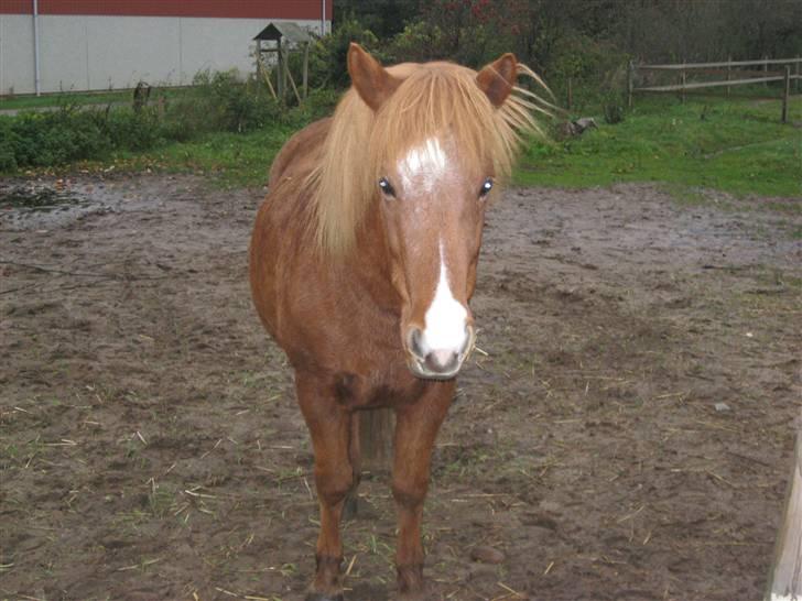 Islænder Jófrid fra GL.essenrup. billede 16