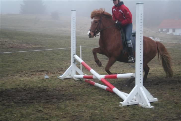 Islænder Jófrid fra GL.essenrup. - Spring; rytter Emma Heilesen :p billede 17