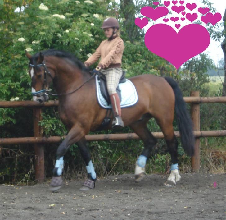 Oldenborg Teglgårdens Fielou R.I.P. - Velkommen til Fielou´s profil:)           Foto: Kira R. :) billede 1