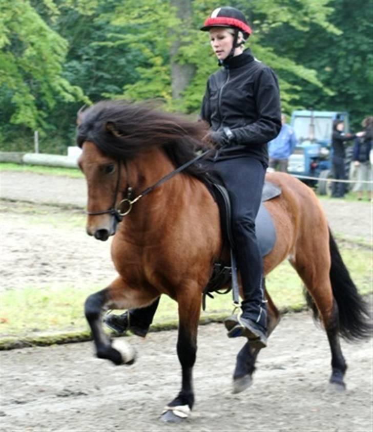 Islænder ölvi fra jespersgaard billede 1