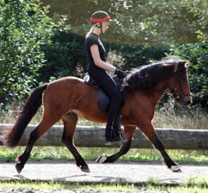 Islænder ölvi fra jespersgaard billede 2