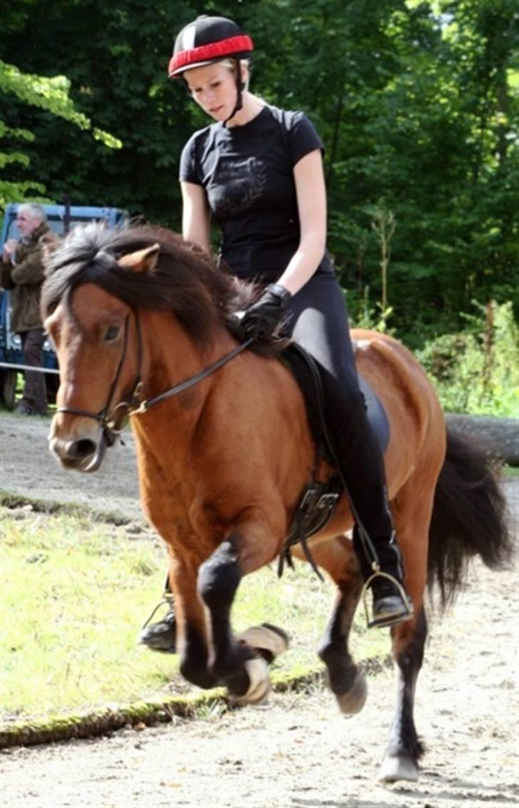 Islænder ölvi fra jespersgaard billede 3