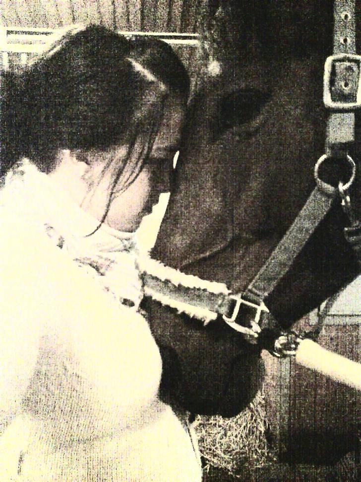 Dansk Varmblod Kongelunden Anastacia RIP - Fordi jeg elsker dig så pisse meget Tøs :] billede 14