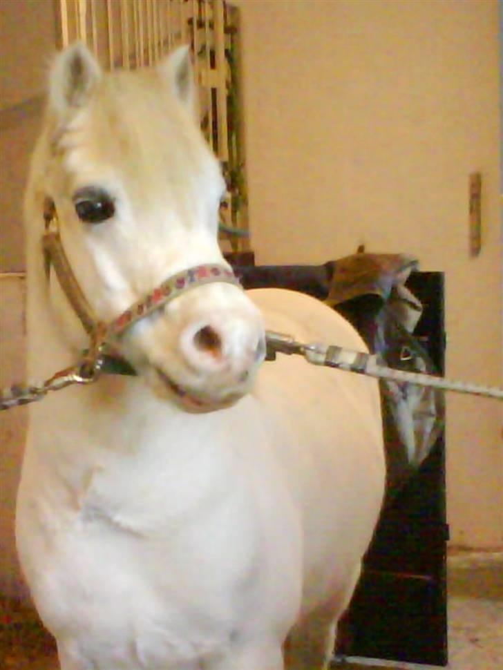 Welsh Mountain (sec A) møllegaards Flamme Solgt billede 19