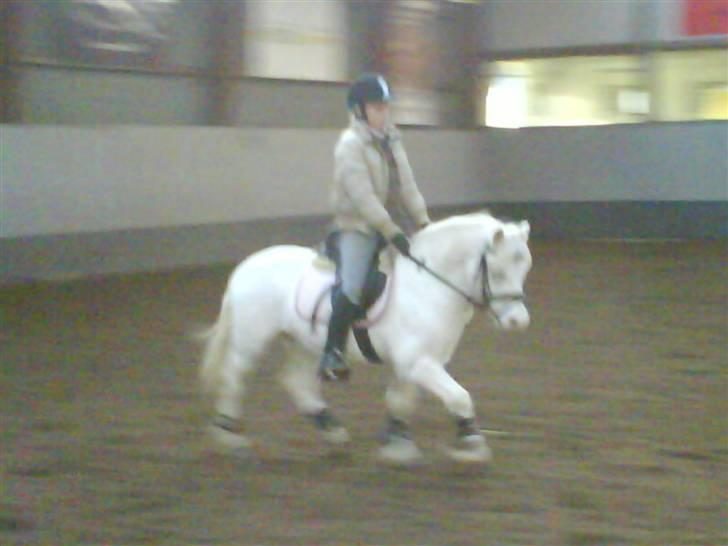 Welsh Mountain (sec A) møllegaards Flamme Solgt billede 20