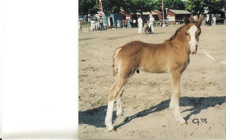 Welsh Cob (sec D) Dorthealyst Moonraker (L) - b-pony - Nurh, min søde moonie som føl. <3  billede 12