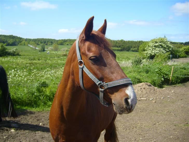 Anden særlig race Laika ~ GAMMEL PART - Velkommen til Laikas profil :o)                 billede 1