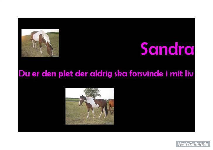 Pinto Sandra  billede 7