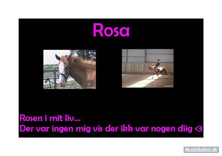 Anden særlig race Rosa R.I.P billede 13