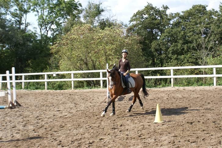 Anden særlig race Natasja i ridning solgt billede 14