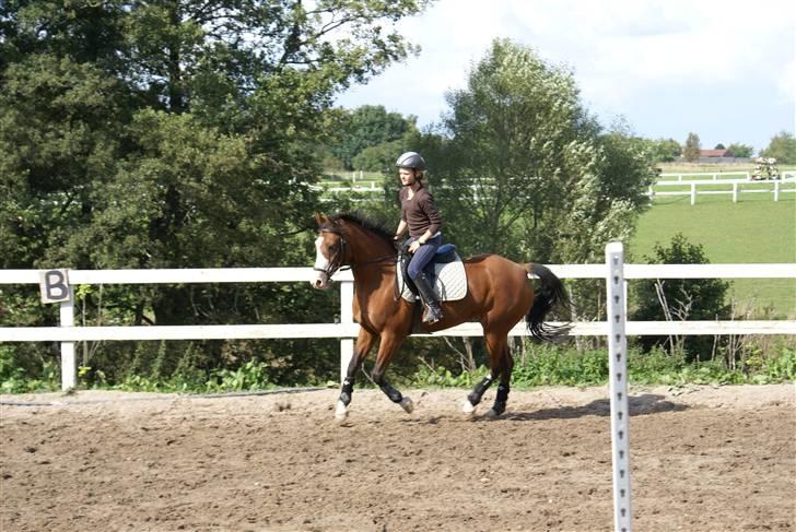 Anden særlig race Natasja i ridning solgt billede 15