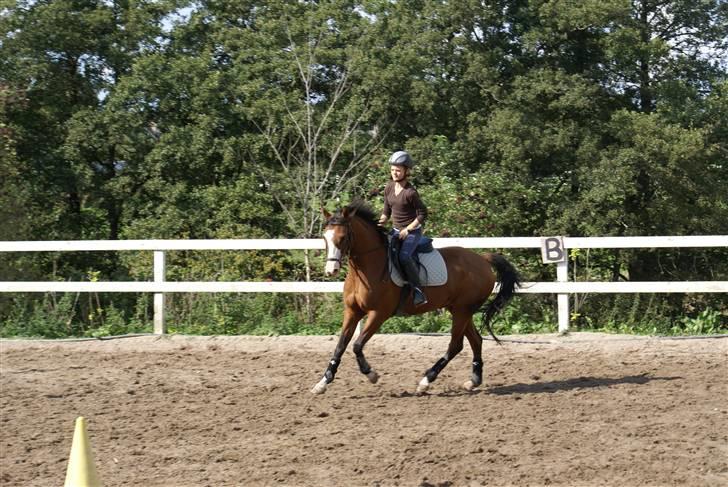 Anden særlig race Natasja i ridning solgt billede 16