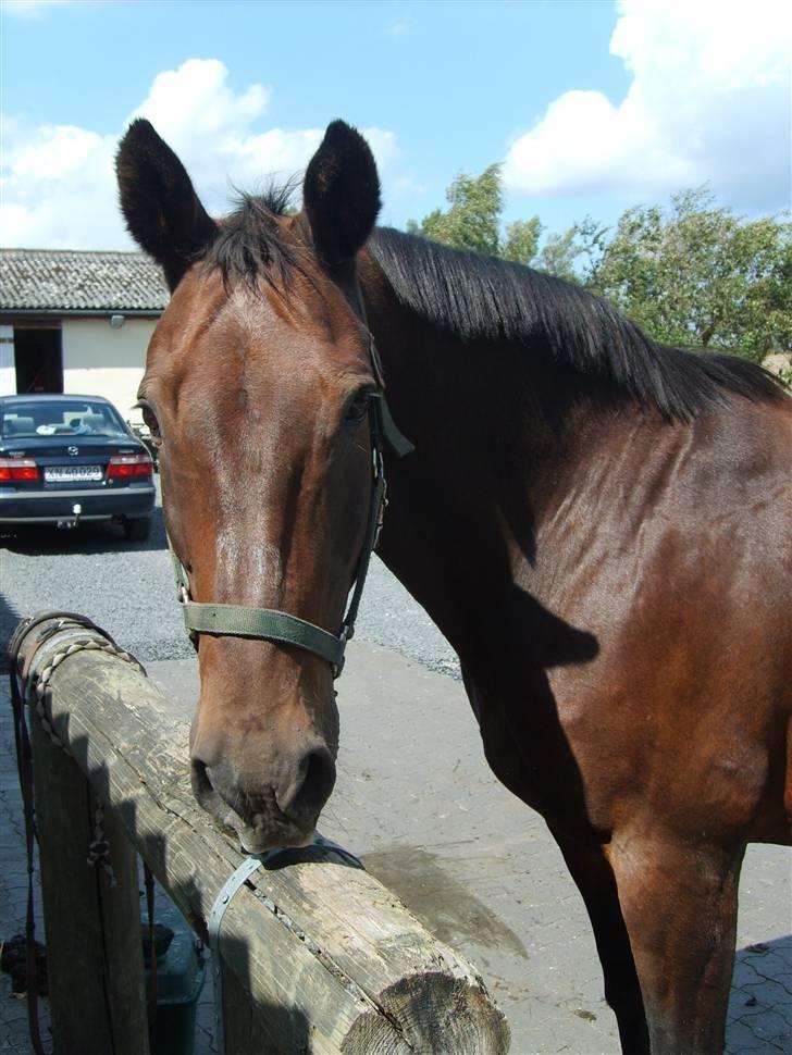 Anden særlig race Clay - Clay kigger billede 1