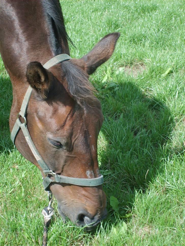 Anden særlig race Clay - Clay græsser billede 2