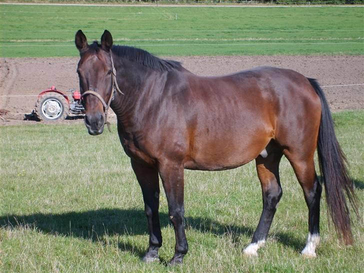 Anden særlig race Clay - Clay på marken billede 3