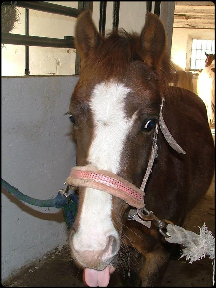 Anden særlig race Magnifique <3 SOLGT! - eeej , kan du så opføre dig pææænt ;-) billede 10