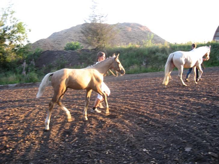 Palomino Kvolsbæk's Diamond Dream  billede 11