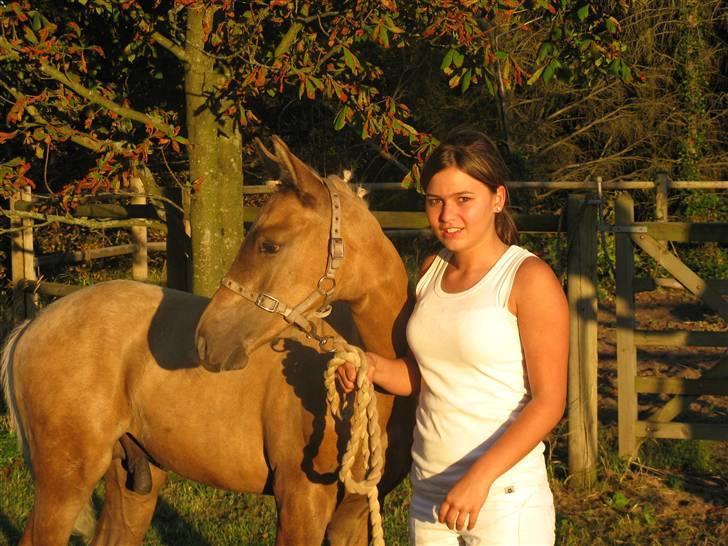 Palomino Kvolsbæk's Diamond Dream  billede 12