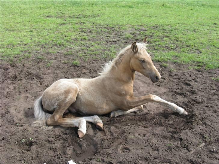 Palomino Kvolsbæk's Diamond Dream  billede 13