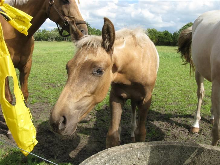 Palomino Kvolsbæk's Diamond Dream  billede 15
