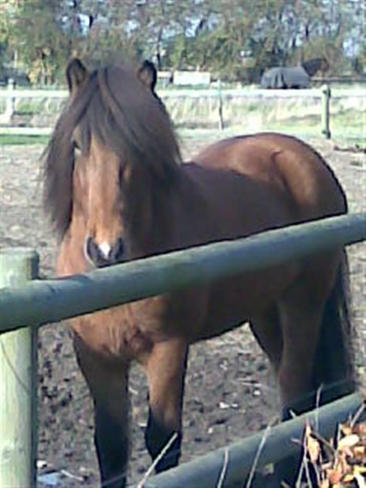 Islænder ölvi fra jespersgaard billede 4