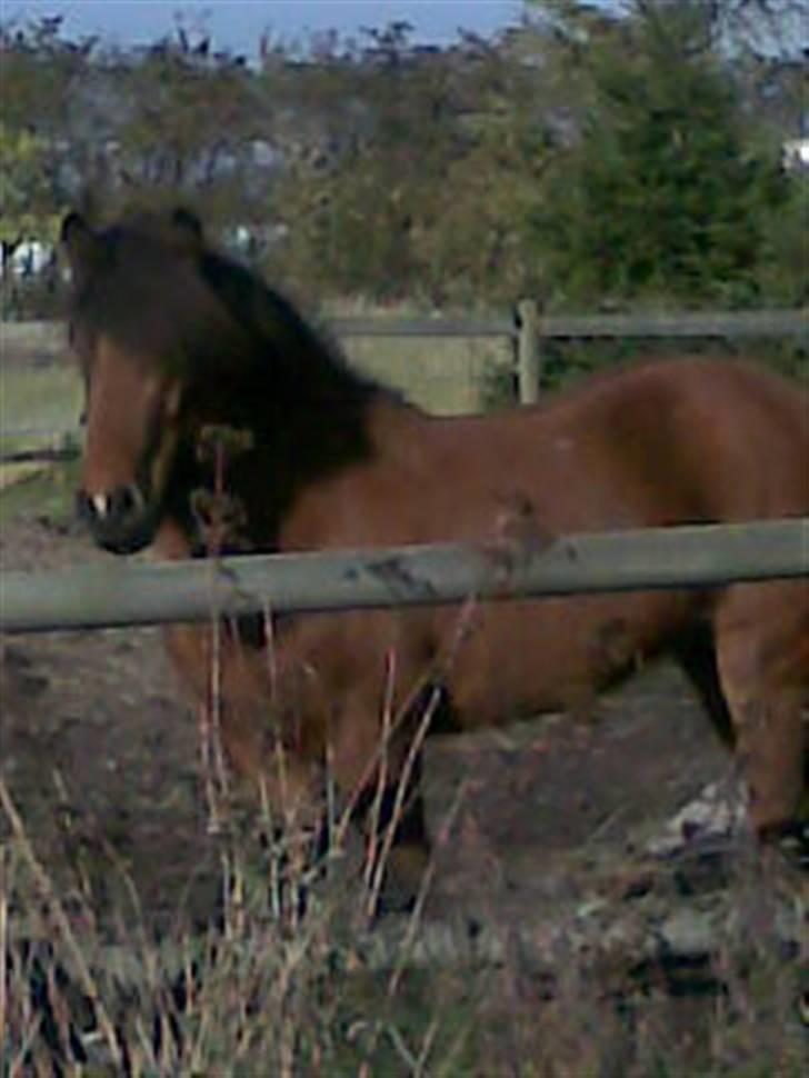 Islænder ölvi fra jespersgaard billede 5