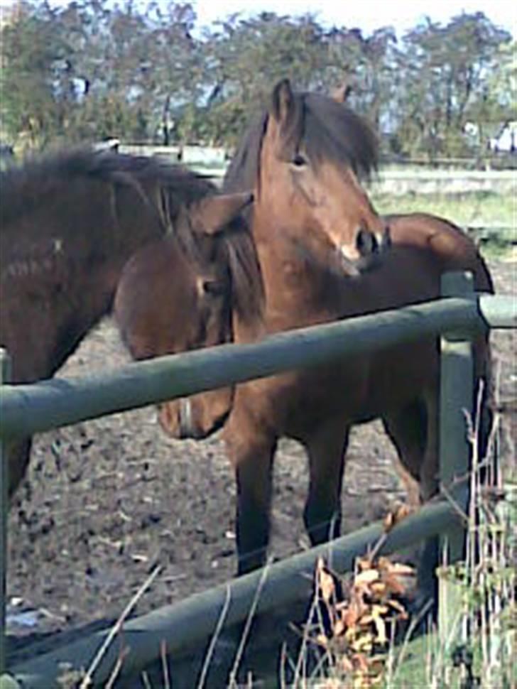Islænder ölvi fra jespersgaard billede 7
