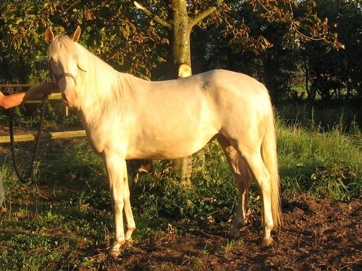 Palomino Kvolsbæk's Creamy Queen billede 11