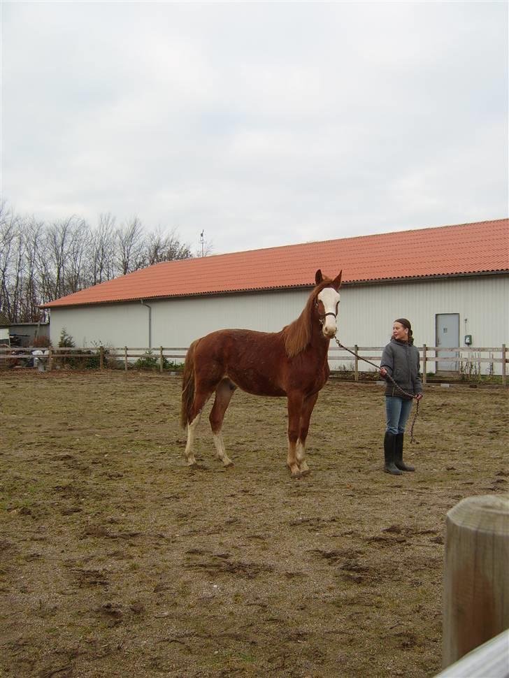 Frederiksborg Engkildegaards Argon  - Ude og lege på ridebanen! billede 4
