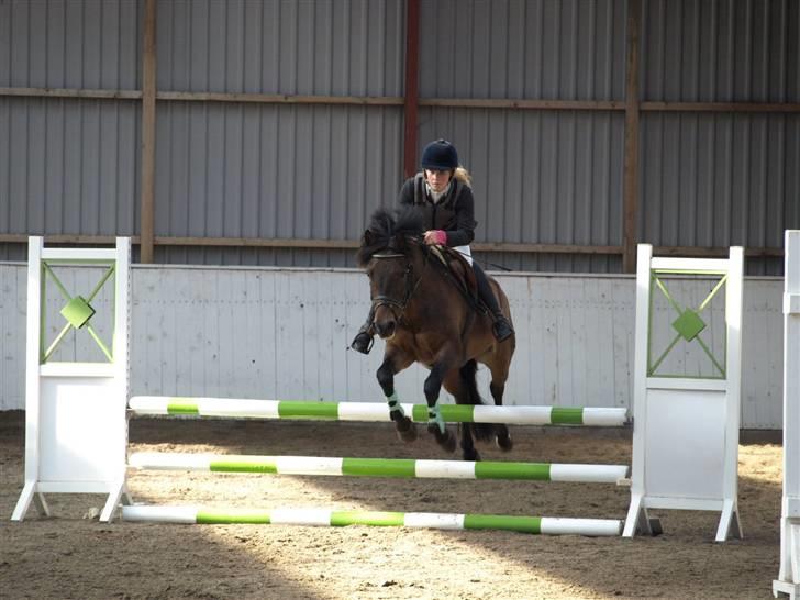 New Forest vognmandgårdens comet  - LB på hesselrød Ø-cup billede 2