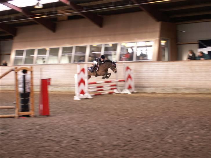 New Forest vognmandgårdens comet  - LA på fredriksværk billede 3