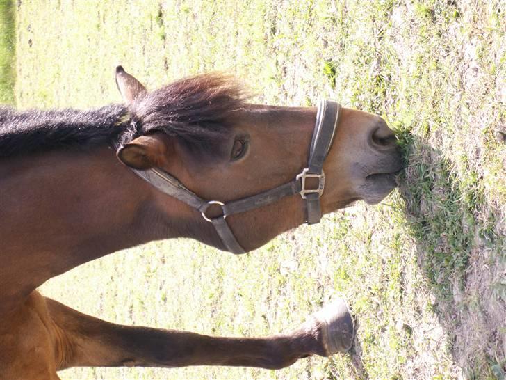 New Forest vognmandgårdens comet  - comet på fold  billede 5