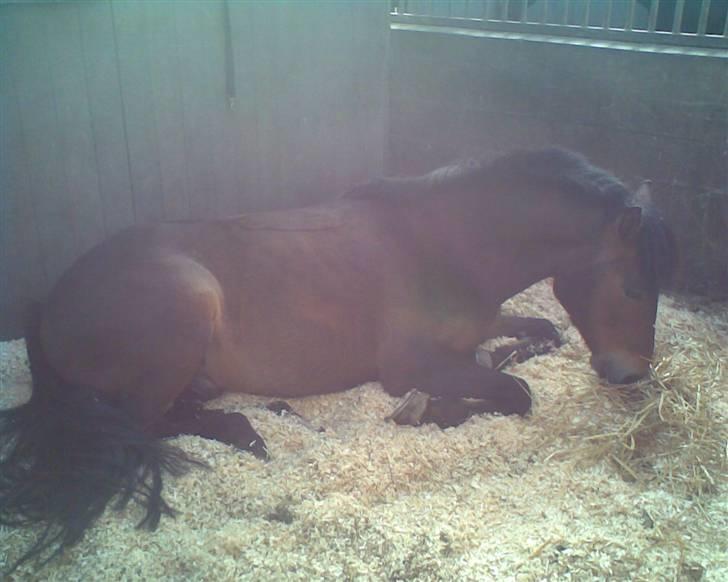 New Forest vognmandgårdens comet  - comet spiser og sover samtidig=) billede 6