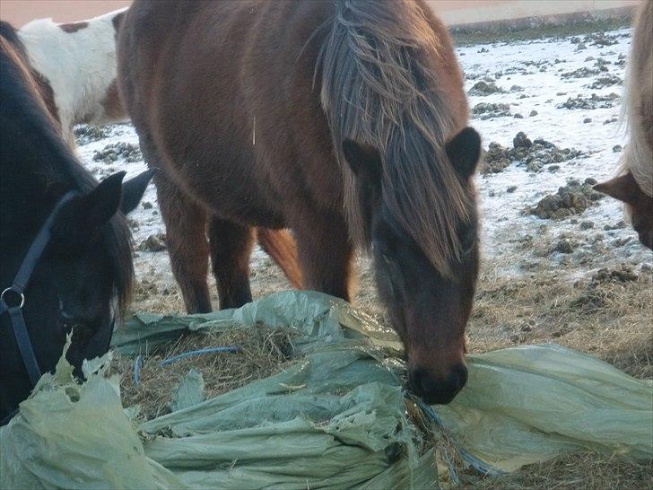 Islænder Náttfreyja f. Dyssemosen - Himmelhest billede 14
