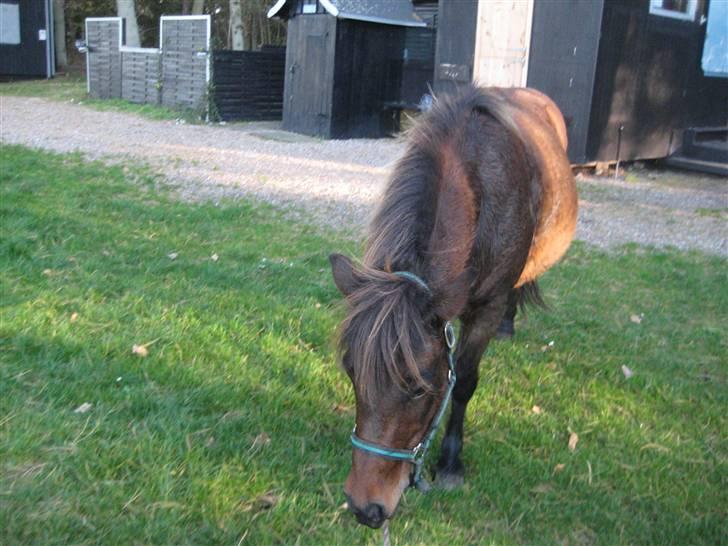 Islænder Náttfreyja f. Dyssemosen - Himmelhest billede 15