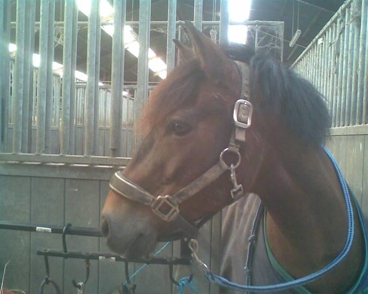 New Forest vognmandgårdens comet  - comet er lige kommet ind fra fold og kigger efter MAD =) billede 9