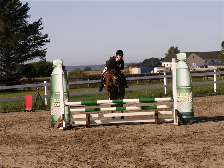 New Forest vognmandgårdens comet  - LB klubmester skab på HSK billede 10
