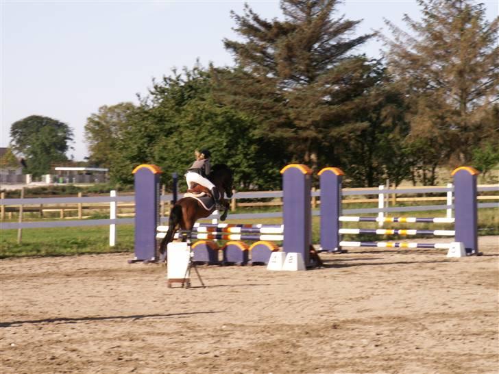 New Forest vognmandgårdens comet  - LB klubmester skab på HSK billede 11