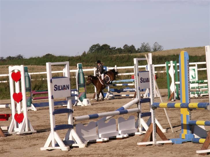New Forest vognmandgårdens comet  - LA klubmester skab på HSK billede 12