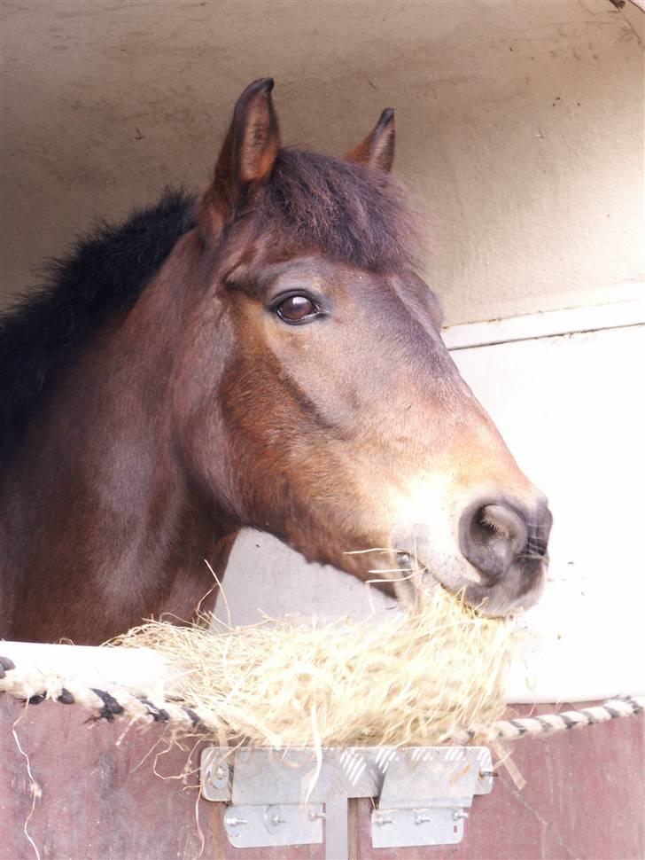 New Forest vognmandgårdens comet  - comet i tailerpå fredriksværk, venter på at komme ud og springe LA billede 13
