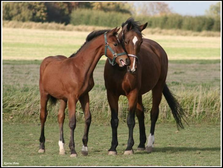 Dansk Varmblod Miss Manley R.I.P 23/10 billede 13